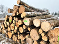 PEFC-zertifiziertes Kiefernholz in Forstqualität – Luftgetrocknete Kiefernstämme als komplette LKW-Ladung mit ca. 60 m³
